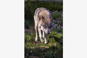 captive Wolf searching for mates captive Wolf searching for mates