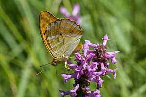 Silver-washed fritillary