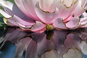 Nymphaea