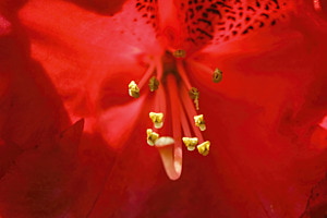 Rhododendron