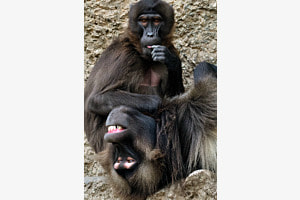 grooming Geladas