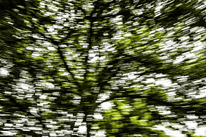 Baum im Delirium