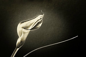 Calla