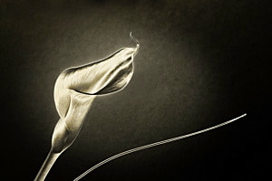 Calla