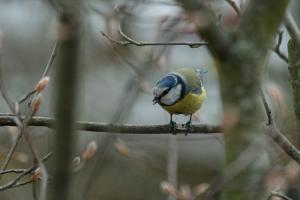 Blaumeise