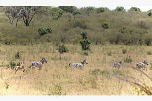 Auf Jagd Auf Jagd