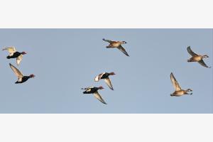 Kolbenenten im Flug Kolbenenten im Flug