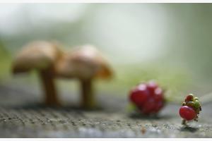 Herbstfrüchte