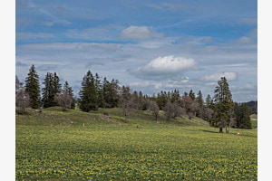 Blumenpracht am Col de la Vue des Alpes