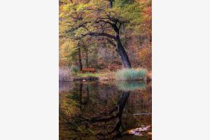Autumn Idyll Autumn Idyll