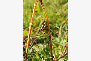 Grashüpfer im Huckepack