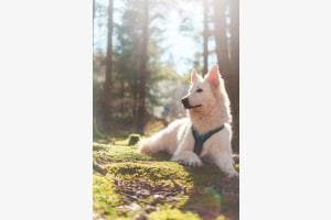 weisser Schäferhund im Gegenlicht weisser Schäferhund im Gegenlicht