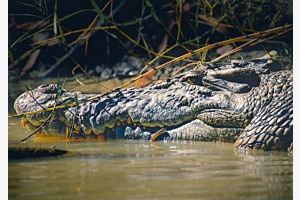 Australisches Wildlife Australisches Wildlife