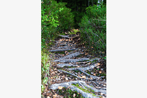 Waldweg aus der Froschperspektive