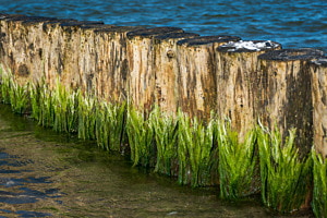 Wasserkunst