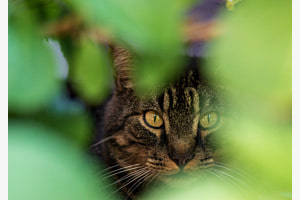 Gut versteckt