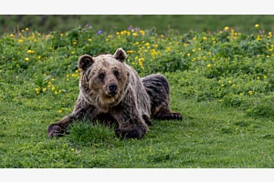 Glückliches Bärenleben im Arosa Bärenland Glückliches Bärenleben im Arosa Bärenland