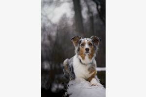 Zarter Winter