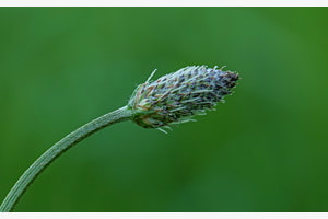 Knospe vom Spitzwegerich