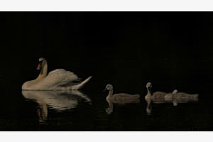 Schwan Familie
