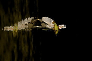 Graureiher mit Fisch