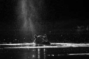 Hippo im Schatten Hippo im Schatten