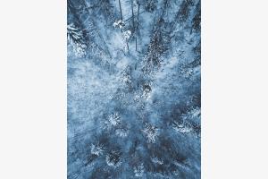 frosty forest frosty forest