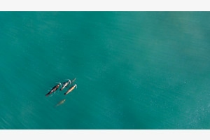 Seelöwen in der Bucht