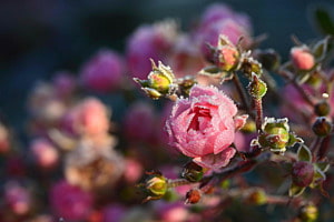 Die letzte Rose Die letzte Rose