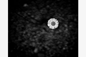 lonely flower