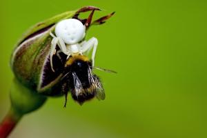 Misumena Vatia Misumena Vatia