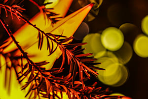 Weihnachtsstern