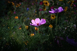 Sommer Blumen Sommer Blumen