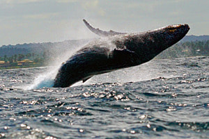 Humpback whale jump