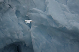 Eisiger Flug