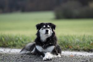 Kaya
