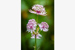 Blumen- Feuerwerk