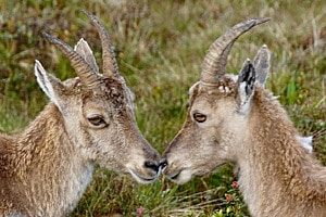 Freundschaft 