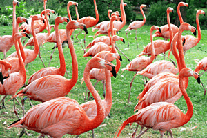 Kuba-Flamingos in Köln