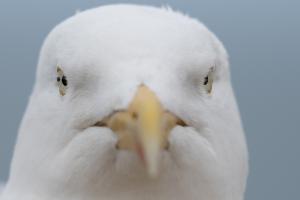 face to face with nature