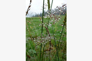 Tautropfen Tautropfen
