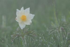 Fleur