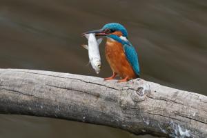 Erfolgreicher Fang des Eisvogels.