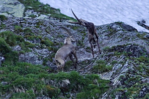 Steinböcke beim Piz Terri