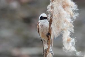 Rémiz penduline