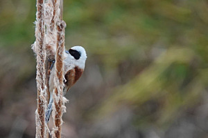 Rémiz penduline