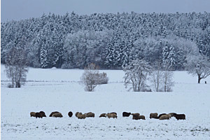 Schafe im Schnee Schafe im Schnee