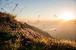 Morning dew!