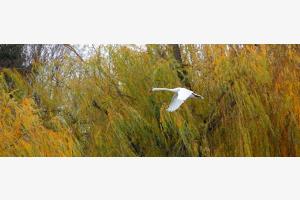 cygne