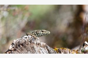 Lézard